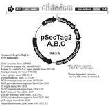 pSecTag2 A载体图谱,序列,价格,抗性,大小详细信息