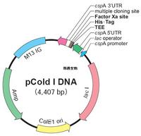 pCold I载体图谱 序列 价格 抗性 大小详细信息