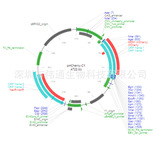 pmCherry-C1载体图谱,序列,价格,抗性,大小详细信息