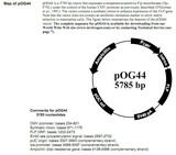 pOG44载体 基因表达载体 价格优惠
