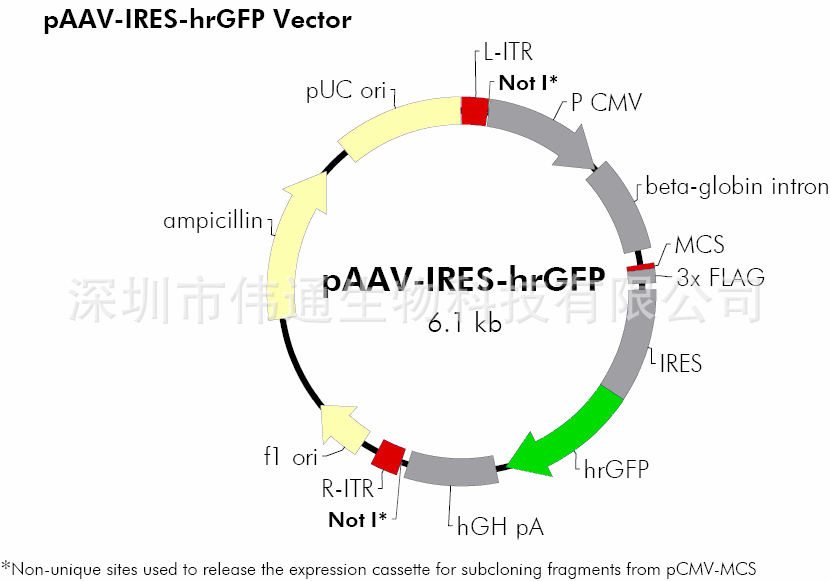 pAAV-IRES-hrGFP载体图谱,序列,价格,抗性,大小详细信息