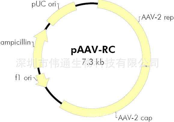 pAAV-RC载体图谱,序列,价格,抗性,大小详细信息