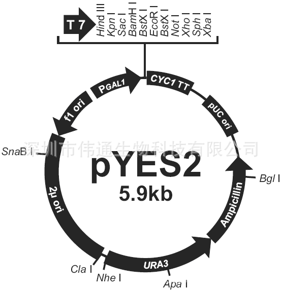 pYES2菌株图谱,序列,价格,抗性,大小详细信息