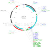 pMAL-c2x载体图谱 序列 价格 抗性 大小详细信息